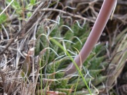 Aloe humilis peduncle